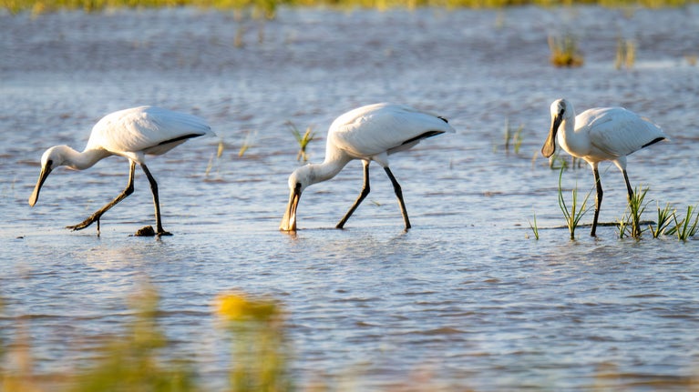 Three large white spoonbills feeding in shallow water